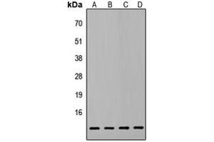 Western blot analysis of ATP5L2 expression in HepG2 (A), PC3 (B), MCF7 (C), NIH3T3 (D) whole cell lysates. (ATP5L2 antibody  (Center))