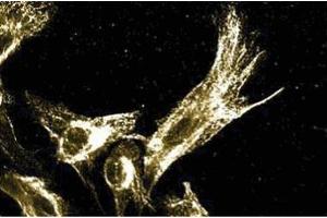 Immunofluoresence staining of human fibroblasts. (ERK1 antibody  (AA 325-345))