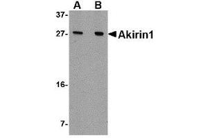 Western blot analysis of Akirin1 in A549 cell lysate with AP30038PU-N Akirin1 antibody at (A) 1 and (B) 2 μg/ml.