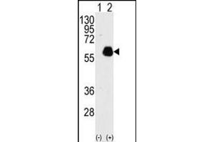 Western blot analysis of PXN(arrow) using rabbit polyclonal PXN Antibody  (ABIN390376 and ABIN2840778).