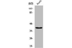 Western Blot analysis of HepG2 cells using RFC3 Polyclonal Antibody (RFC3 antibody  (Internal Region))