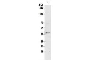 Western blot analysis of CD147 expression in HUVEC cells (CD147 antibody  (C-Term))