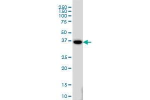 MEOX2 monoclonal antibody (M03), clone 6A5 Western Blot analysis of MEOX2 expression in HeLa . (MEOX2 antibody  (AA 1-303))