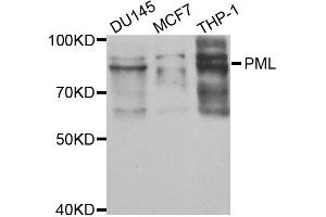 Western blot analysis of extracts of various cell lines, using PML antibody. (PML antibody)
