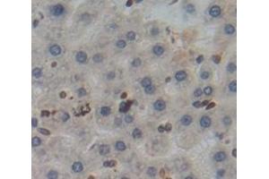 #VALUE! (Poliovirus Receptor antibody  (AA 22-255))