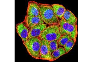 Immunofluorescence analysis of Hela cells using MET mouse mAb (green). (c-MET antibody  (AA 743-932))