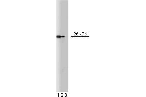 Western blot analysis of Bcl-x on human endothelial cell lysate. (BCL2L1 antibody  (AA 18-233))