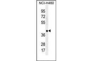 Western blot analysis of LRRC38 Antibody (C-term) in NCI-H460 cell line lysates (35ug/lane). (LRRC38 antibody  (C-Term))