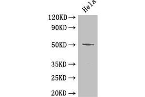 Western Blot Positive WB detected in: Hela whole cell lysate All lanes: POU2F2 antibody at 2 μg/mL Secondary Goat polyclonal to rabbit IgG at 1/50000 dilution Predicted band size: 52, 50, 44, 63 kDa Observed band size: 52 kDa (Oct-2 antibody  (AA 277-389))