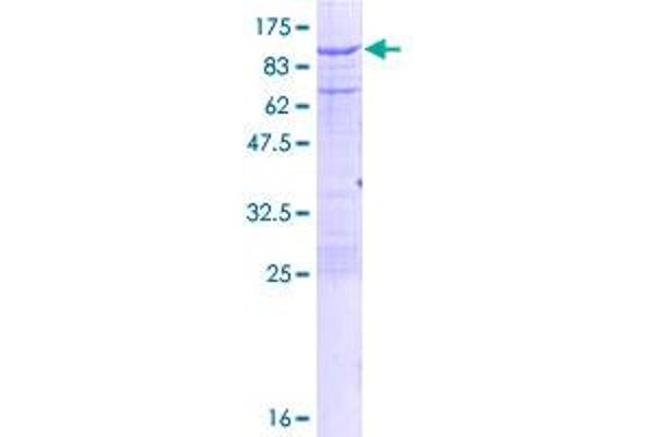 Calpain 2 Protein (CAPN2) (AA 1-700) (GST tag)