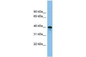 WB Suggested Anti-Tsc22d4 Antibody Titration: 0. (TSC22D4 antibody  (Middle Region))