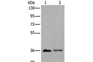 Western blot analysis of 293T cell lysates using METAP1D Polyclonal Antibody at dilution of 1:600 (MAP1D antibody)