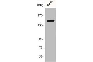 Western Blot analysis of HepG2 cells using BRCAA1 Polyclonal Antibody (BRCAA1 antibody  (Internal Region))