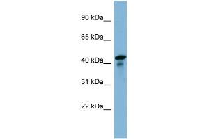 WB Suggested Anti-UEVLD Antibody Titration: 0.
