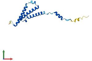 AlphaFold protein structure predicition of Human Recombinant C1D Protein, UniprotID Q13901 (C1D Protein (AA 1-141) (His tag))