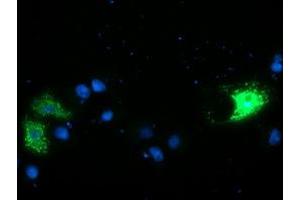 Immunofluorescence (IF) image for anti-Calcium Modulating Ligand (CAMLG) antibody (ABIN1497089)