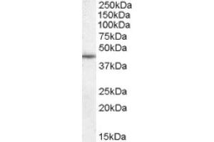 Image no. 1 for anti-WNT1 Inducible Signaling Pathway Protein 1 (WISP1) (C-Term) antibody (ABIN374896) (WISP1 antibody  (C-Term))