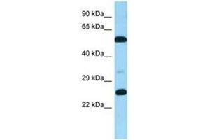 Image no. 1 for anti-G Protein-Coupled Receptor 37 Like 1 (GPR37L1) (AA 316-365) antibody (ABIN6748235) (GPR37L1 antibody  (AA 316-365))