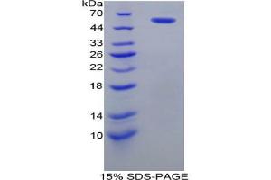 SDS-PAGE analysis of Rat PDI Protein. (P4HB Protein)