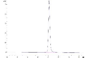 Size-exclusion chromatography-High Pressure Liquid Chromatography (SEC-HPLC) image for CD80 (CD80) (AA 38-246) protein (His tag) (ABIN7273895)