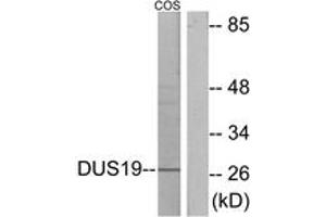 Western blot analysis of extracts from COS7 cells, using DUSP19 Antibody. (DUSP19 antibody  (AA 111-160))