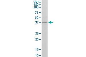 GBX1 MaxPab polyclonal antibody. (GBX1 antibody  (AA 1-363))