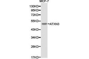 Western Blotting (WB) image for anti-Ataxin 3 (ATXN3) antibody (ABIN1871192)