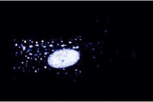 Immunofluorescent staining of WI-38 cells at 50 µg/ml. (Interleukin enhancer-binding factor 3 (ILF3) (AA 592-695) antibody)