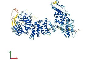 AlphaFold protein structure predicition of Human Recombinant HERC6 Protein, UniprotID Q8IVU3 (HERC6 Protein (AA 1-1022) (His tag))