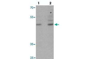 Western blot analysis of POU3F2 in NIH/3T3 cell lysate with POU3F2 polyclonal antibody  at (1) 1 and (2) 2 ug/mL. (POU3F2 antibody  (C-Term))