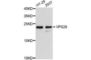 Western blot analysis of extracts of various cell lines, using VPS29 antibody. (VPS29 antibody)