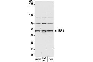 Western Blotting (WB) image for anti-Interferon Regulatory Factor 2 (IRF2) (AA 150-200) antibody (ABIN7450960) (IRF2 antibody  (AA 150-200))