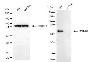 Western blotting analysis using RAD23B antibody (ABIN7800117). (RAD23B antibody)