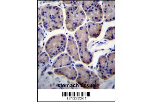 RPL23 Antibody immunohistochemistry analysis in formalin fixed and paraffin embedded human stomach tissue followed by peroxidase conjugation of the secondary antibody and DAB staining. (RPL23 antibody  (AA 49-78))