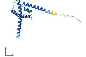 AlphaFold protein structure predicition of Human Recombinant CENPS Protein, UniprotID Q8N2Z9 (APITD1 Protein (AA 1-138) (His tag))