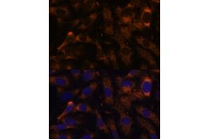 Immunofluorescence analysis of U-2 OS cells using SUCLG2 Polyclonal Antibody  at dilution of 1:100 (40x lens). (SUCLG2 antibody  (AA 50-300))