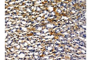 ABIN6258085 and ABIN6273430 at 1/100 staining mouse kidney tissue by IHC-P.