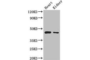 Western Blot Positive WB detected in: Mouse heart tissue, Mouse kidney tissue All lanes: PTCD2 antibody at 2. (PTCD2 antibody  (AA 153-388))