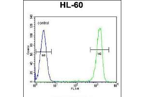 Flow cytometric analysis of HL-60 cells (right histogram) compared to a negative control cell (left histogram). (ITIH1 antibody  (AA 606-635))