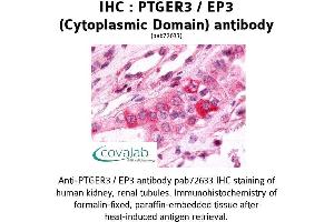 Image no. 1 for anti-Prostaglandin E Receptor 3 (Subtype EP3) (PTGER3) (1st Cytoplasmic Domain) antibody (ABIN1738557)