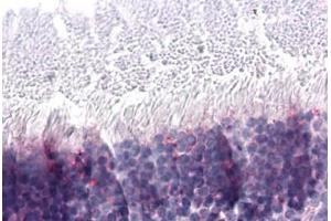 Anti-NR2E3 antibody  ABIN1049137 IHC staining of human retina. (NR2E3 antibody  (Ligand Binding Domain))