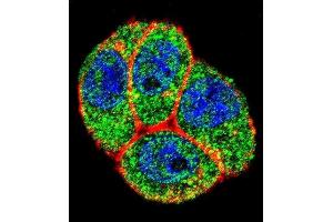 Confocal immunofluorescent analysis of PTK2 Antibody (Center) (ABIN1882121 and ABIN2842373) with Hela cell followed by Alexa Fluor 488-conjugated goat anti-rabbit lgG (green). (FAK antibody  (AA 396-423))