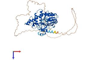 AlphaFold protein structure predicition of Mouse Recombinant Glyr1 Protein, UniprotID Q922P9 (GLYR1 Protein (AA 1-546) (His tag))