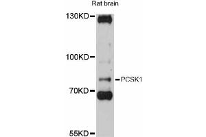 Western blot analysis of extracts of rat brain, using PCSK1 antibody (ABIN5998474) at 1:3000 dilution.
