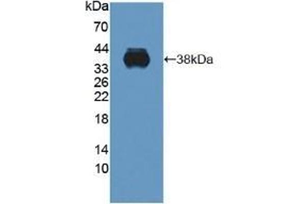 C1QTNF9 抗体  (AA 20-333)