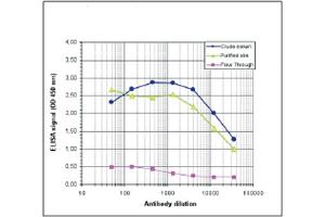 ELISA results of rabbit anti-MBD1 antibody ELISA results of rabbit anti-MBD1 antibody. (MBD1 antibody  (N-Term))