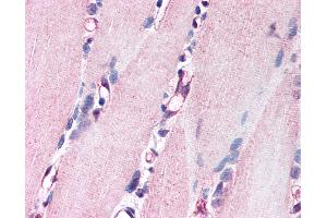 Immunohistochemistry (IHC) image for anti-Neuregulin 1 (NRG1) (Internal Region) antibody (ABIN1049151)