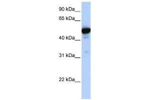 GLUD1 antibody used at 1 ug/ml to detect target protein.