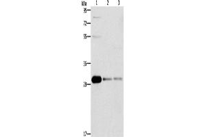Western Blotting (WB) image for anti-B-Cell CLL/lymphoma 10 (BCL10) antibody (ABIN2429610) (BCL10 antibody)