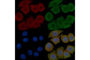 ABIN6257214 and ABIN6276104 staining Hela cells(45 min of heat-shock) by IF/ICC. (OPN5 antibody  (Internal Region))